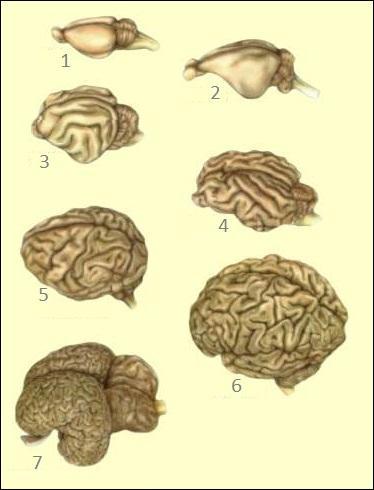Le cerveau n°1 appartient...