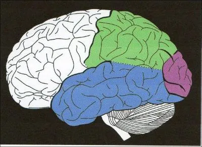 Quelle proposition n'est pas un lobe du cerveau humain ?