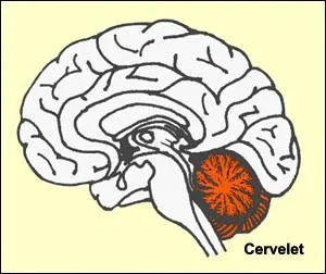 Quelle est une des principales fonctions du cervelet ?