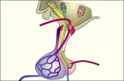 Quelle est la taille approximative de l'hypophyse ?