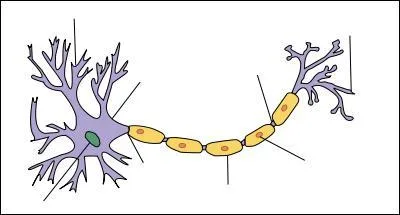 Comment s'appelle le prolongement d'un neurone ?