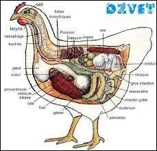 De quels animaux mange-t-on la cervelle ?