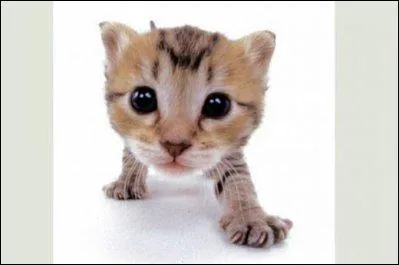 Pour la dernière question, ce sera facile (enfin, je l'espère) voici un :