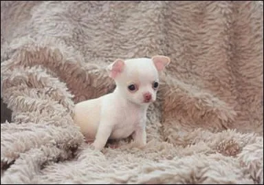 Ce bébé est bien un bébé Russell terrier.