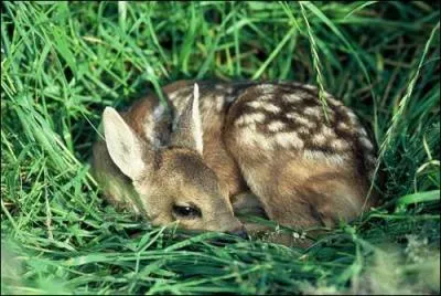 Ses "parents" sont :