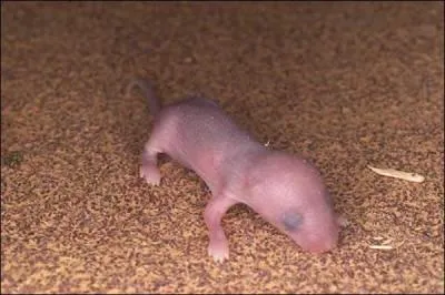 On est d'accord, c'est bien un bébé souris.