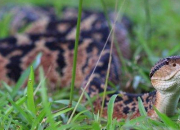 Quiz Le monde fascinant des serpents