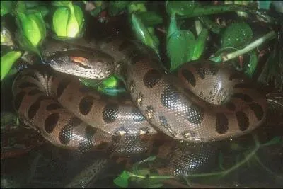 Je vais terminer ce quiz par un serpent que je connais bien, pour l'avoir rencontré à plusieurs reprises (mais comme vous voyez, je suis toujours là), à taille égale il est considéré comme le serpent non-venimeux le plus lourd du monde, il a donné lieux à plusieurs films, beaucoup trop exagérés !