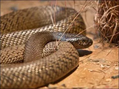 Ce serpent est considéré comme le serpent terrestre le plus venimeux du monde, fort heureusement il n'est pas agressif et vit dans des régions désertiques d'Australie !