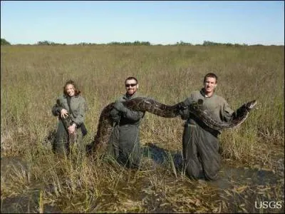 Voici à présent l'un des serpents les plus longs du monde, s'il veut vous faire la bise, déclinez l'invitation, il est un peu collant et très démonstratif, il envahit actuellement la Floride !