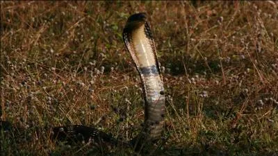 C'est le plus grand serpent venimeux du monde, son venin n'est pas le plus toxique, mais il en possède une énorme quantité, de quoi tuer un éléphant...d'Asie !