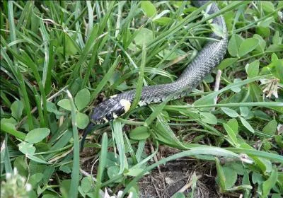 Pour vous permettre un pause anti-venin, voici un serpent très sympathique, en plus on peut le prendre à la main sans risques, il ne mord pas l'homme, à moins vraiment de le chercher en lui faisant du mal, par exemple !