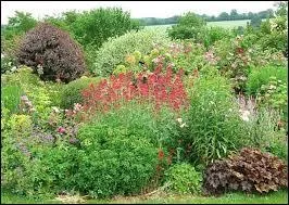 Orthographe : les végétaux... ... .très vite au printemps !