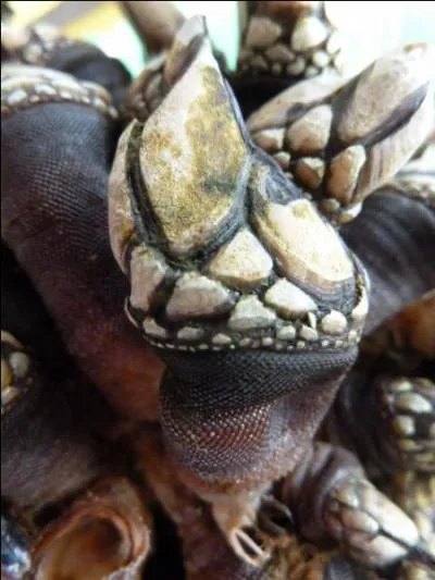 Qu'est-ce qu'un "pouce-pied" ?