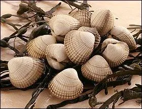 Paul Valéry : "Le cerveau des poètes est un fond de mer où bien ... reposent."