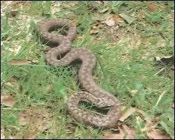 Quel est ce reptile qui vit en France métropolitaine (Corse comprise) ?