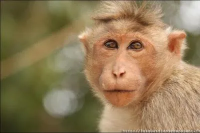 Quel primate voyez-vous sur cette photo ?