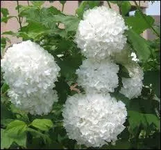 Quelle fleur est ici représentée ?