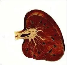 Quel organe du corps humain voyez-vous ?