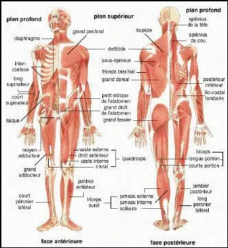 Quelle partie du cerveau est concernée par " la scissure de Rolando".