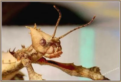 Quel est l'insecte le plus long du monde d'après les scientifiques ? 37, 5 cm