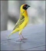 Pour critiquer quelqu'un par rapport à sa mémoire on dit :