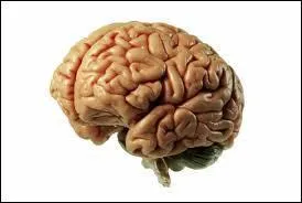 Comment s'appellent les plis visibles sur le cerveau ?