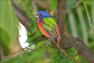 "Benoît XVI, François : non mais, vous croyez qu'un pape, ça se trouve à l'argus ?" Deux volatiles se sont faufilés dans cette phrase : lesquels ?