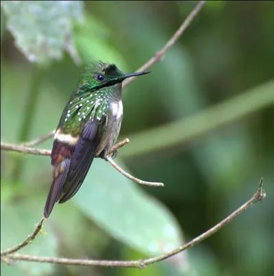 "Hélène" en fut une. "Laetitia" aussi. "Adorables", "magnifiques", et même "à raquettes", elles présentent parfois une robe "pailletée". Qui sont-elles ?