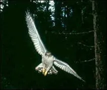 On ne va pas tourner "autour" de "l'épervier". Lorsque vous rabattez le caquet d'un importun, vous pouvez dire qu'il :