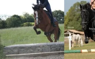 Quiz Poneys
