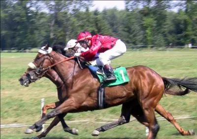 Citez deux races de chevaux taillées pour les courses.