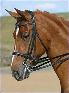 La bride a deux mors et le bridon n'en a qu'un.