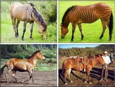 Quel autre équidé sert pour l'équitation des enfants ?