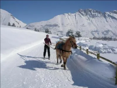 Quelle est la discipline équestre sur l'image ?