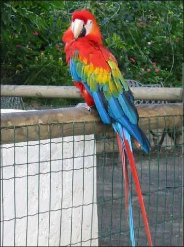 Combien de temps vit le peroquet ?