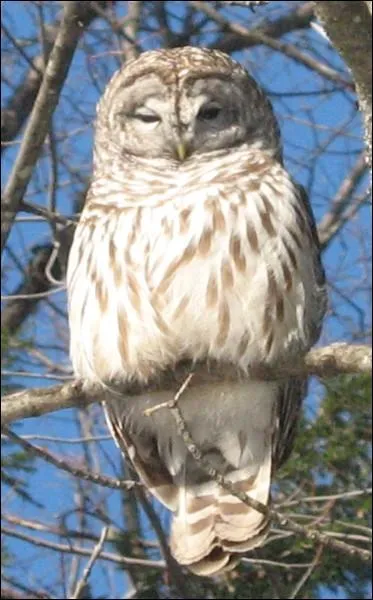 Combient de temps vit la chouette ?
