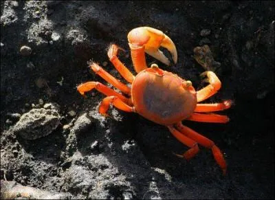 Combien de temps vit le crabe ?