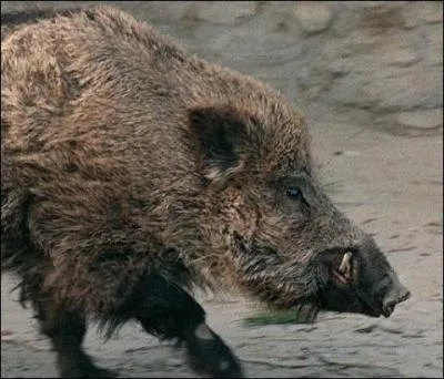 Combien de temps vit le sanglier ?