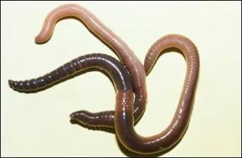 Combien de temps vit le ver de terre ?