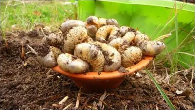 Est-il vrai que dans certains pays on mange des larves, vers et autres insectes ?