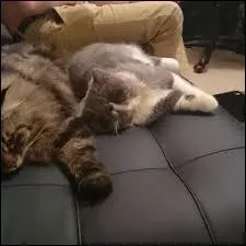 Comment s'appellent les 2 chats de Squeezie ?