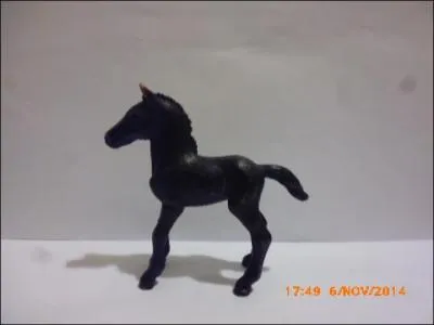 Quelle est la robe de cette pouliche ?