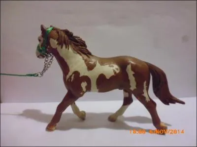 Ce Paint Horse est :