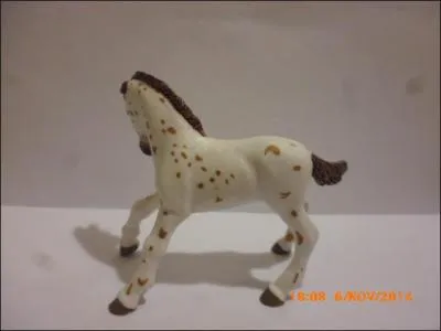 Attention, plus difficile ! Quelle est la robe de ce poulain appaloosa ?