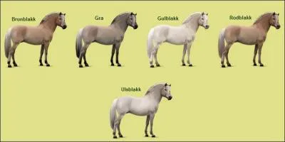 Ci-contre, voici les cinq robes possibles pour la race Fjord.