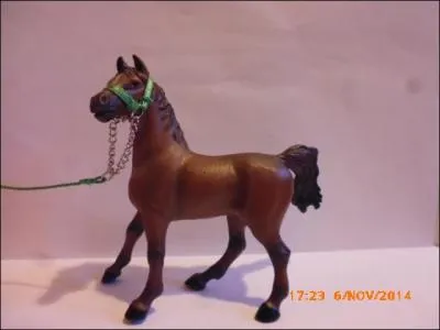 Quelle est la robe de ce pur-sang arabe ?