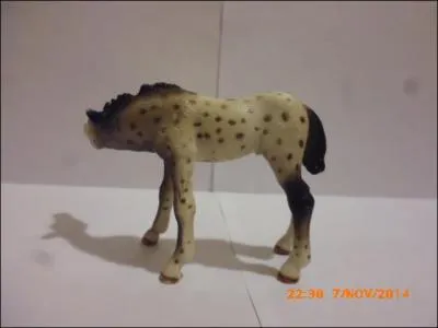 Quelle est la robe de ce poulain ?