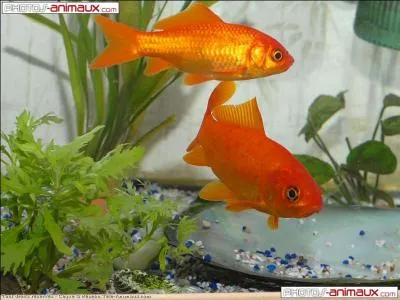 Connaissez-vous le vrai nom du poisson rouge classique (sur la photo) ?