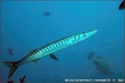 Lequel de ces poissons n'est pas l'un des Chondrichtyens ?